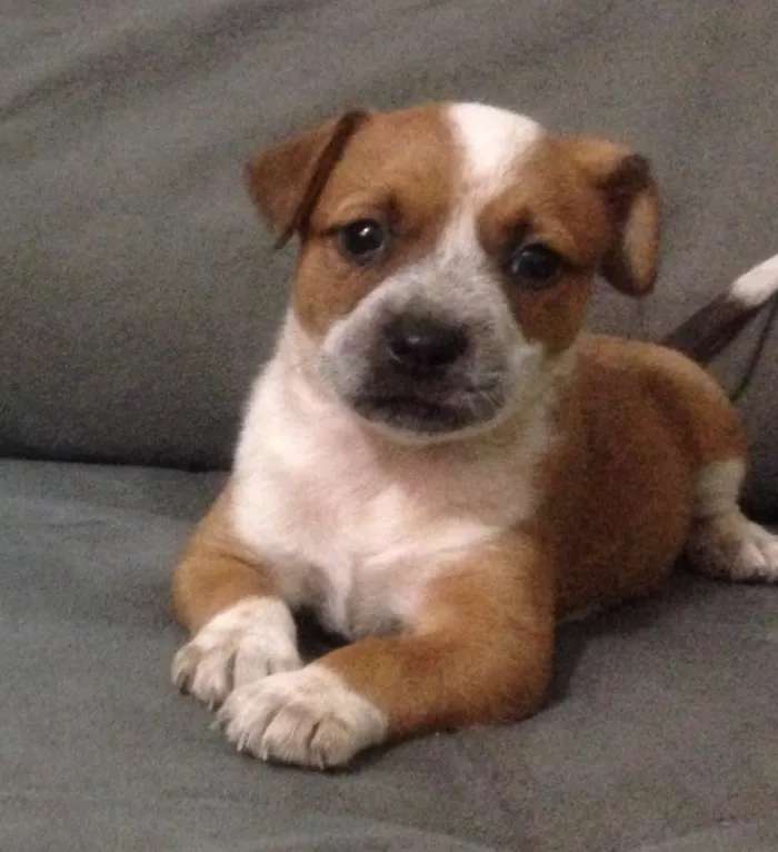 Cachorro ra a Raça não identificada idade Abaixo de 2 meses nome Maíah