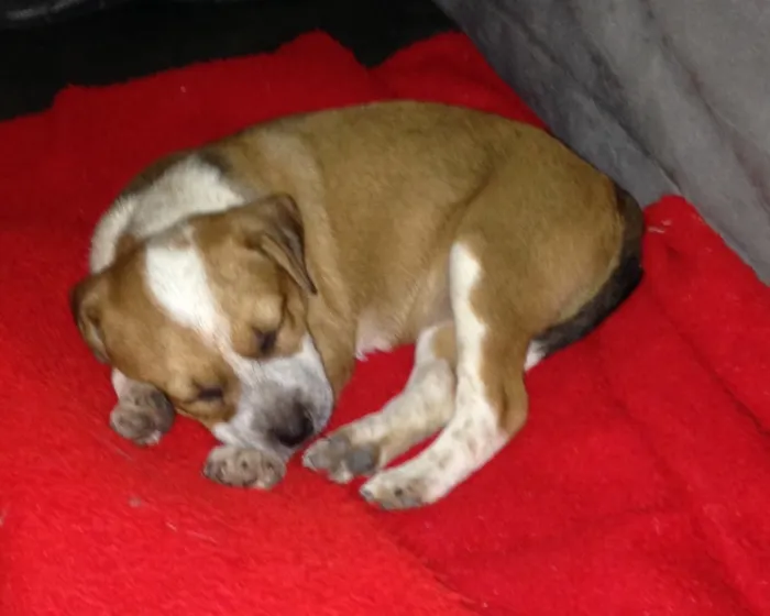 Cachorro ra a Raça não identificada idade Abaixo de 2 meses nome Maíah
