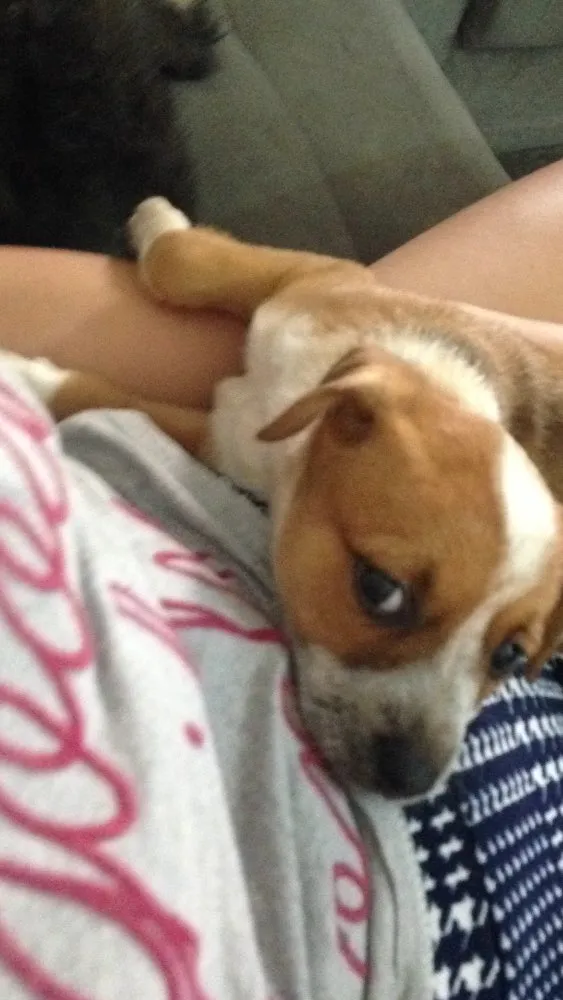 Cachorro ra a Raça não identificada idade Abaixo de 2 meses nome Maíah