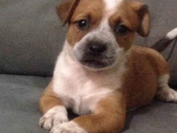 Cachorro ra a Raça não identificada idade Abaixo de 2 meses nome Maíah