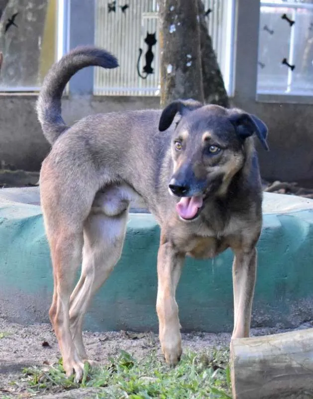 Cachorro ra a srd idade 6 ou mais anos nome Chanty