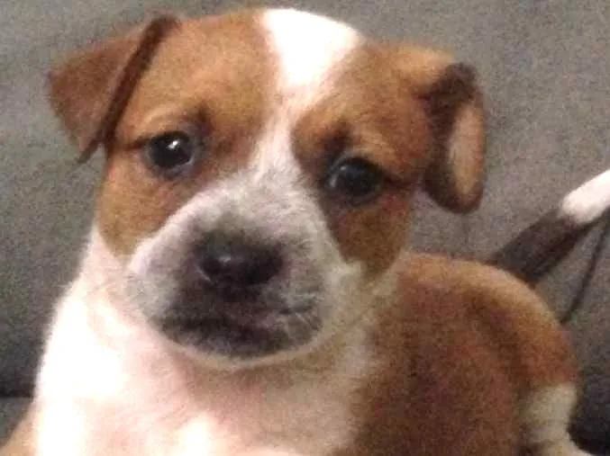 Cachorro ra a Raça não identificada idade Abaixo de 2 meses nome Maíah