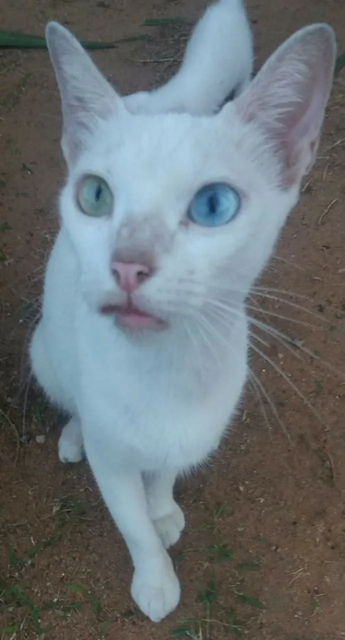 Gato raça Srd idade 7 a 11 meses nome Princesa