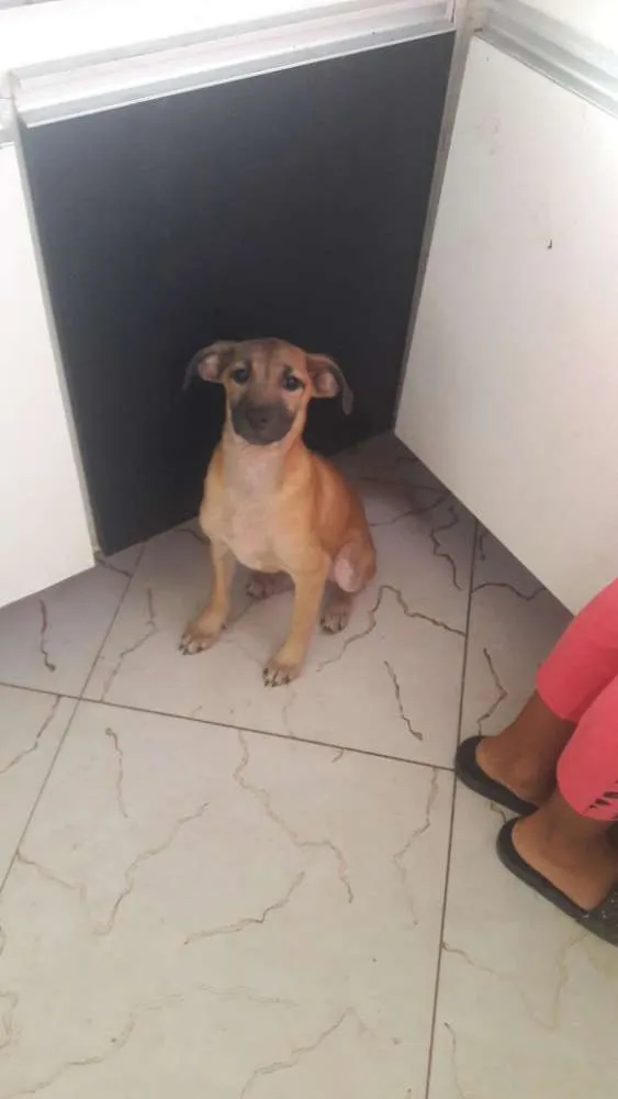 Cachorro ra a Vira lata  idade 2 a 6 meses nome Nao tem 