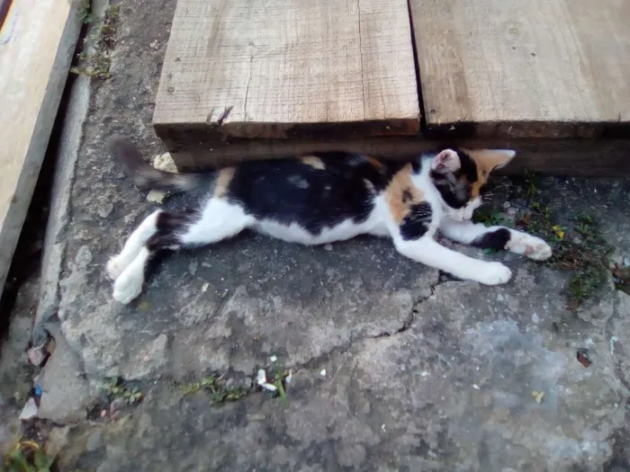 Gato ra a Imdefinida idade 2 a 6 meses nome Maria