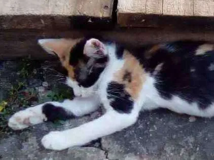 Gato ra a Imdefinida idade 2 a 6 meses nome Maria