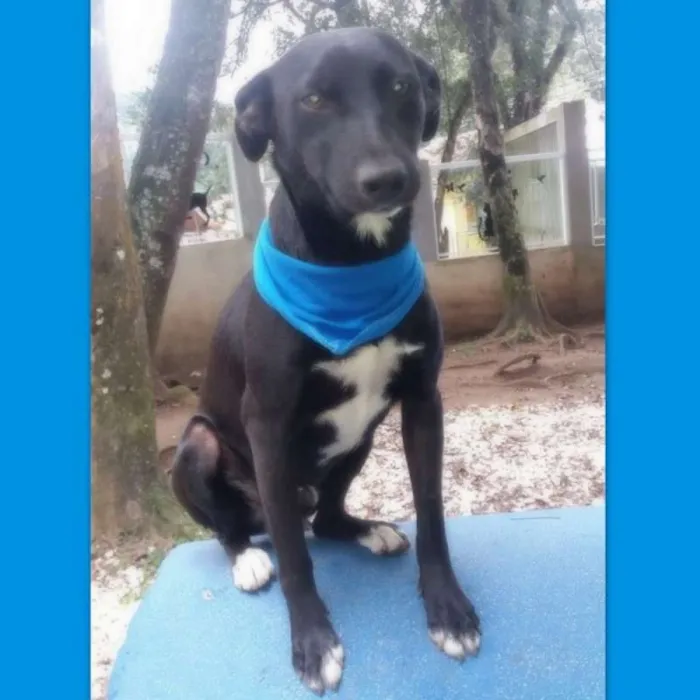 Cachorro ra a srd idade 2 anos nome Congo