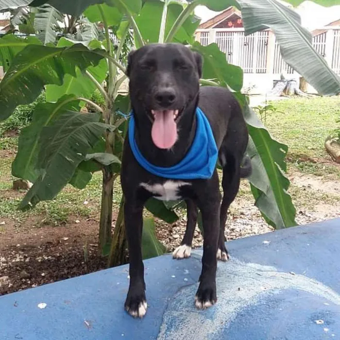 Cachorro ra a srd idade 2 anos nome Congo