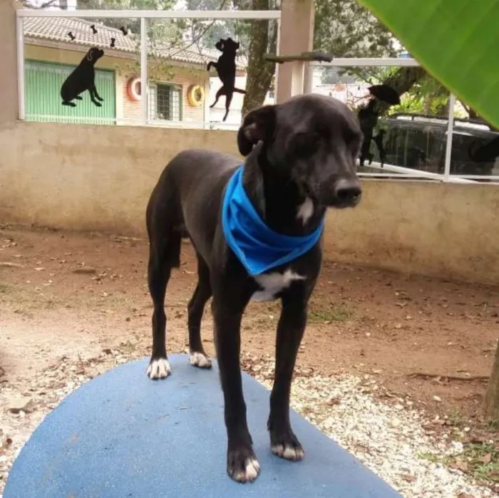 Cachorro ra a srd idade 2 anos nome Congo