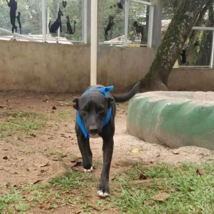 Cachorro ra a srd idade 2 anos nome Congo