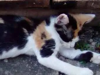 Gato ra a Imdefinida idade 2 a 6 meses nome Maria