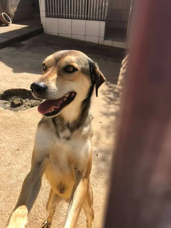 Cachorro raça SRD idade 6 ou mais anos nome Heart