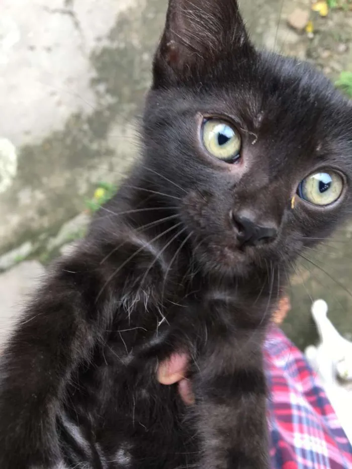Gato ra a Imdefinida idade 2 a 6 meses nome Leona