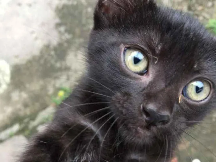 Gato ra a Imdefinida idade 2 a 6 meses nome Leona