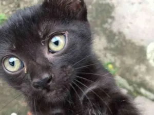 Gato raça Imdefinida idade 2 a 6 meses nome Leona
