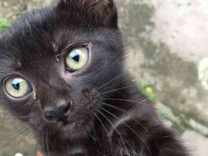 Gato ra a Imdefinida idade 2 a 6 meses nome Leona