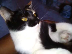 Gato raça Imdefinida idade 2 a 6 meses nome Fiona