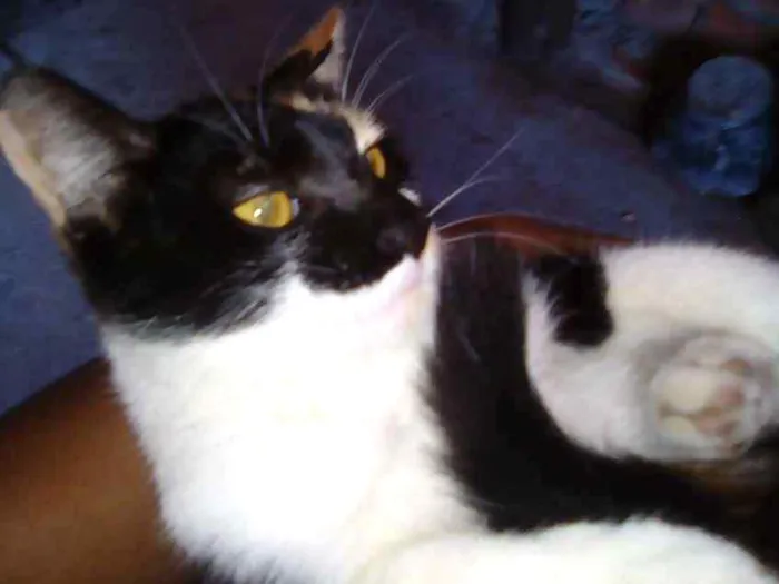 Gato ra a Imdefinida idade 2 a 6 meses nome Fiona