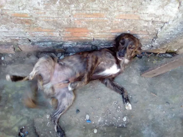 Cachorro ra a Indefinido idade 2 a 6 meses nome Akiles