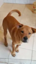 Pongo
