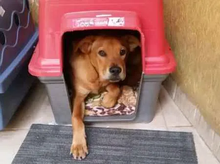 Cachorro ra a Mestiço de Chow Chow idade 7 a 11 meses nome Pongo