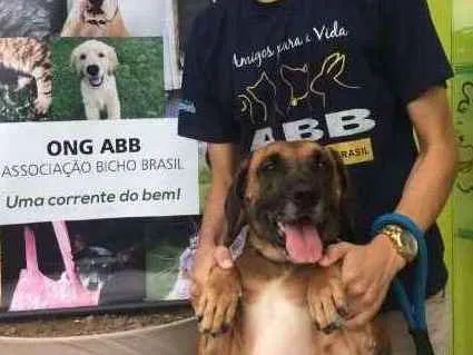 Cachorro ra a SRD idade 6 ou mais anos nome Pan