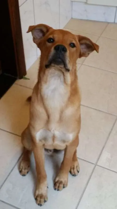 Cachorro ra a Mestiço de Chow Chow idade 7 a 11 meses nome Pongo