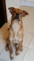 Pongo