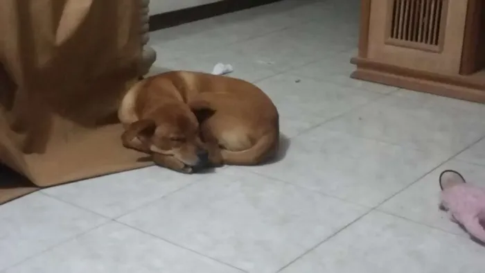 Cachorro ra a Mestiço de Chow Chow idade 7 a 11 meses nome Pongo