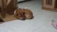 Pongo
