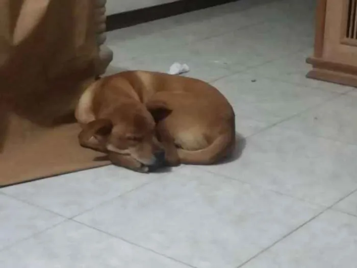 Cachorro ra a Mestiço de Chow Chow idade 7 a 11 meses nome Pongo