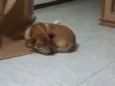 Pongo