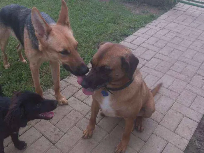 Cachorro ra a SRD idade 6 ou mais anos nome Pan