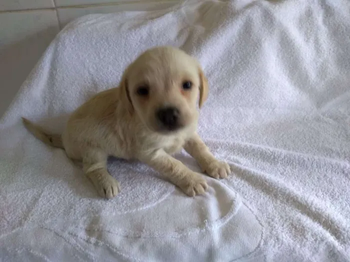 Cachorro ra a srd idade Abaixo de 2 meses nome lolrenzo