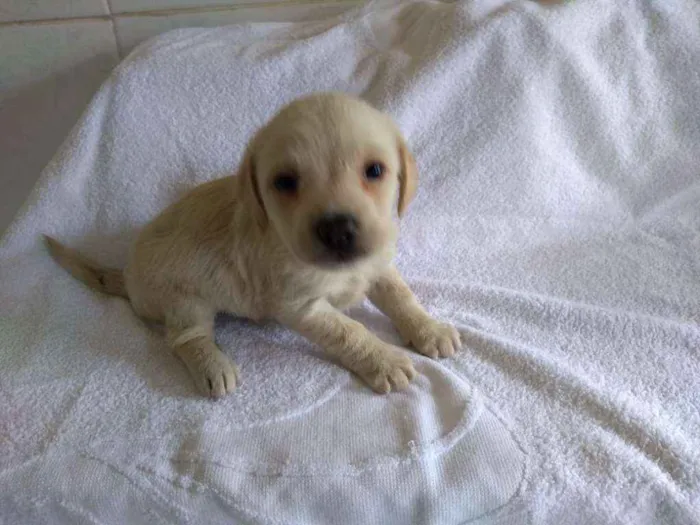 Cachorro ra a srd idade Abaixo de 2 meses nome lolrenzo