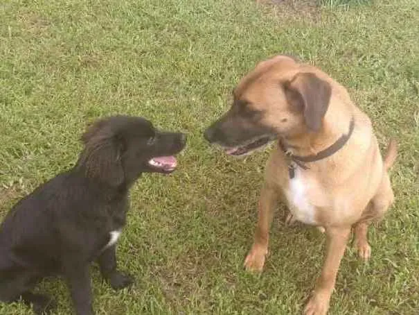 Cachorro ra a SRD idade 6 ou mais anos nome Pan