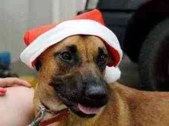 Cachorro ra a SRD idade 6 ou mais anos nome Pan
