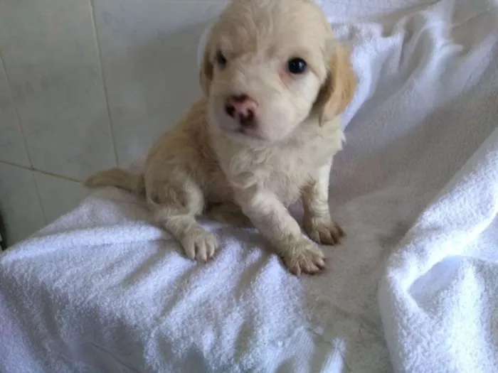 Cachorro ra a srd idade Abaixo de 2 meses nome DUDA