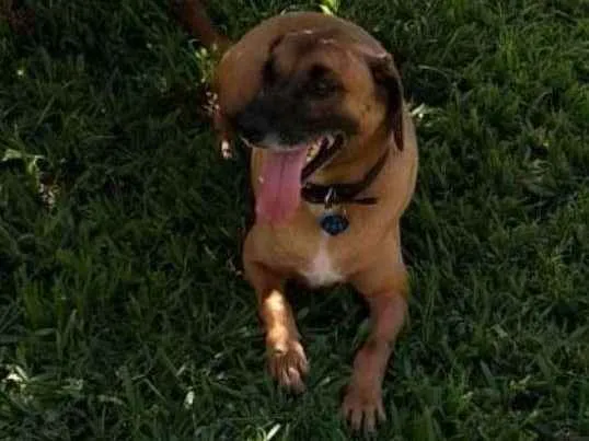 Cachorro ra a SRD idade 6 ou mais anos nome Pan
