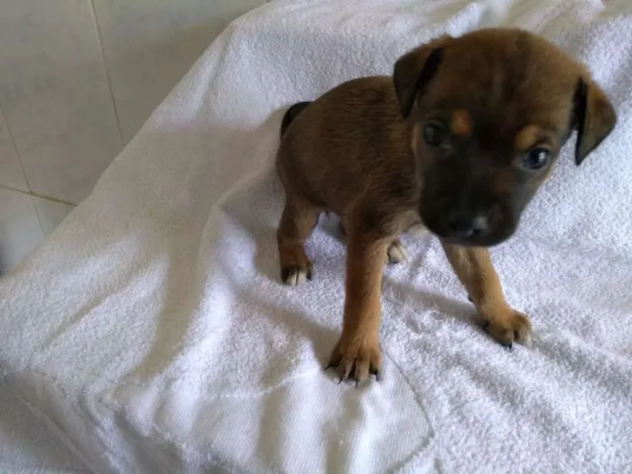 Cachorro ra a srd idade Abaixo de 2 meses nome TATI
