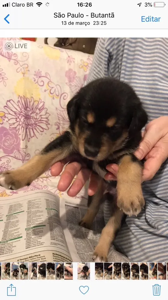 Cachorro ra a SRD idade Abaixo de 2 meses nome SEM NOME 