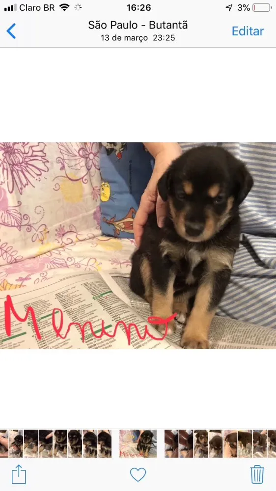 Cachorro ra a SRD idade Abaixo de 2 meses nome SEM NOME 