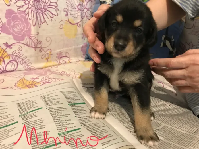 Cachorro ra a SRD idade Abaixo de 2 meses nome SEM NOME 
