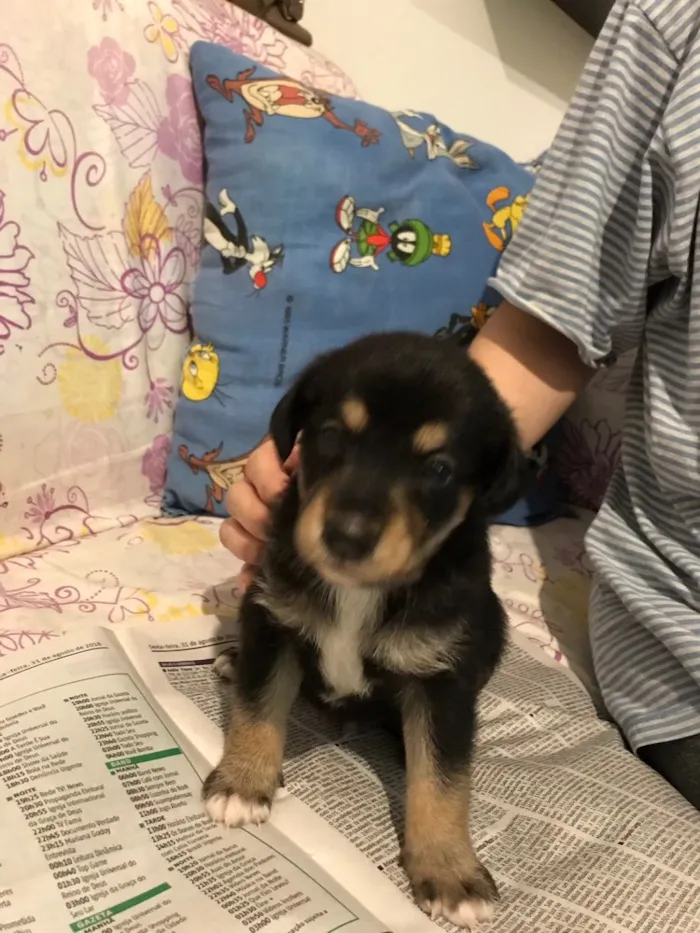 Cachorro ra a SRD idade Abaixo de 2 meses nome SEM NOME 