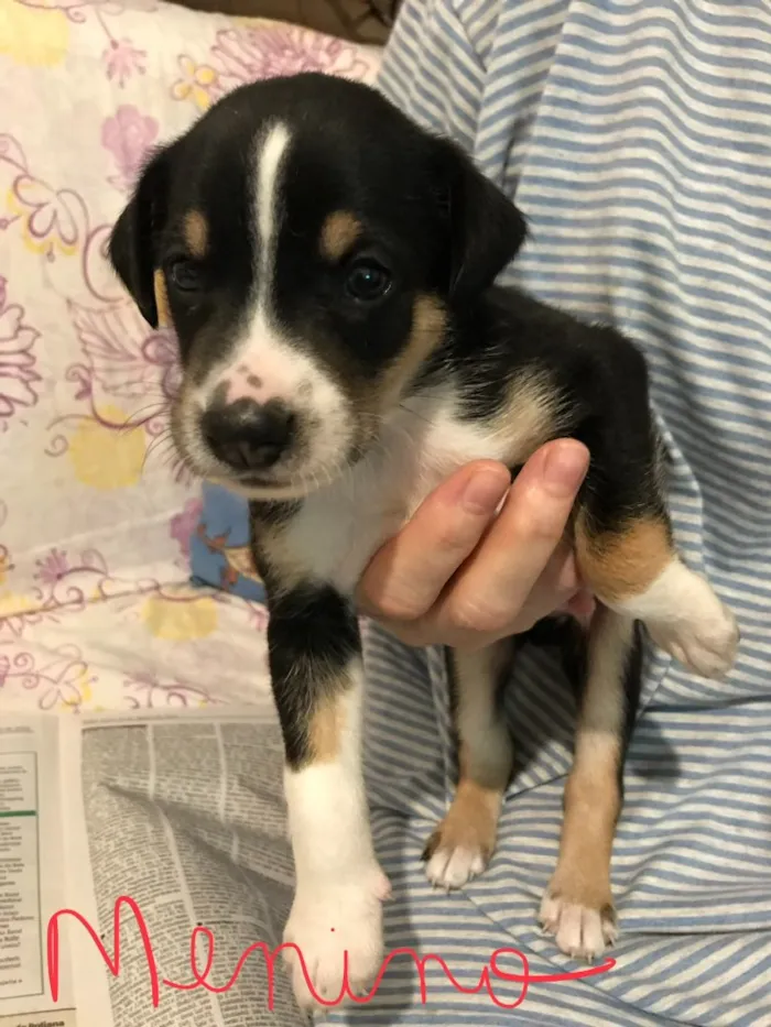Cachorro ra a SRD idade Abaixo de 2 meses nome SEM NOME 