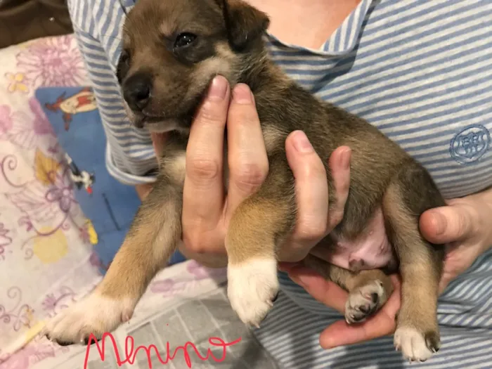 Cachorro ra a SRD idade Abaixo de 2 meses nome SEM NOME 