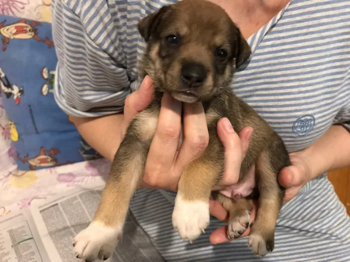 Cachorro ra a SRD idade Abaixo de 2 meses nome SEM NOME 