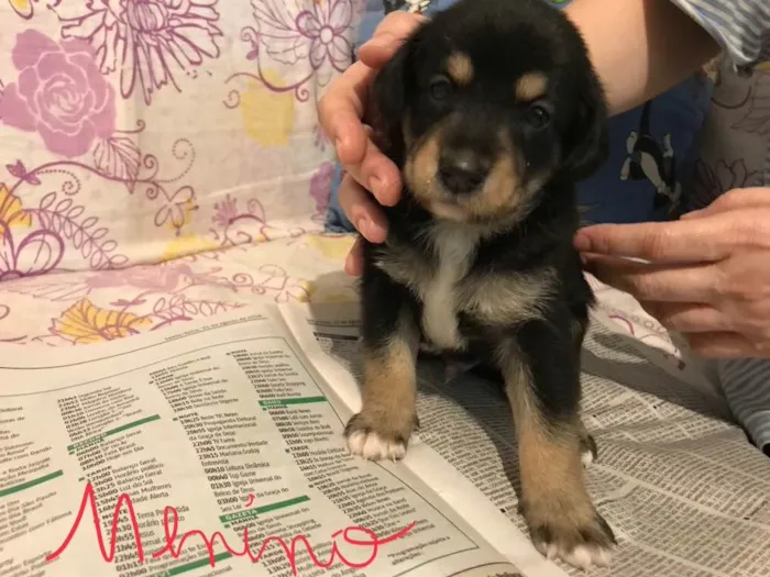 Cachorro ra a SRD idade Abaixo de 2 meses nome SEM NOME 