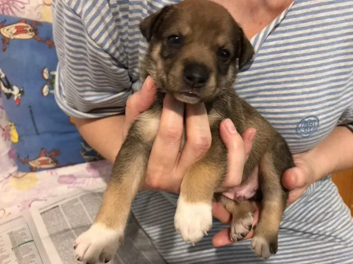 Cachorro ra a SRD idade Abaixo de 2 meses nome SEM NOME 