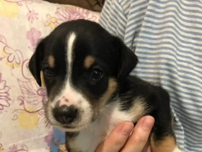 Cachorro ra a SRD idade Abaixo de 2 meses nome SEM NOME 
